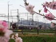 巨椋池干拓地の花桃と近鉄電車