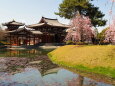 春の平等院