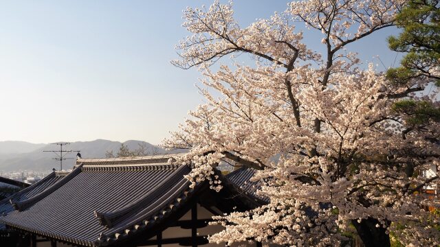 春の清水寺