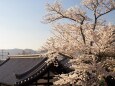 春の清水寺