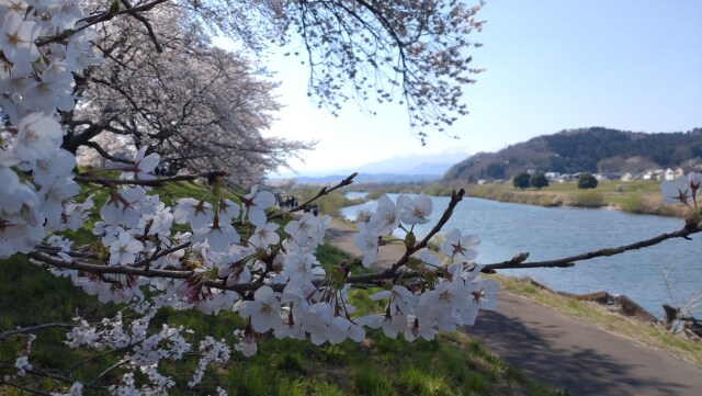 一目千本桜の散歩道