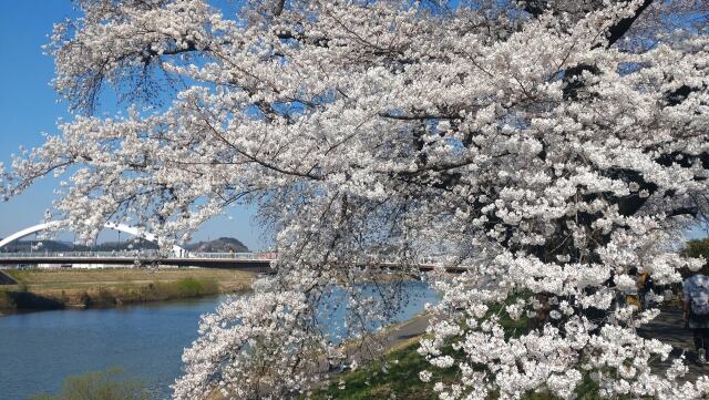 一目千本桜の老木