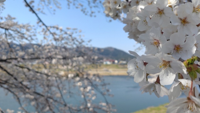 桜の散歩道から