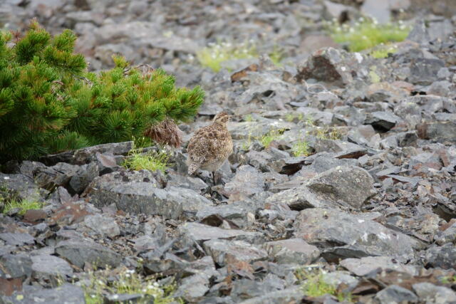 蝶ヶ岳のチビ雷鳥7