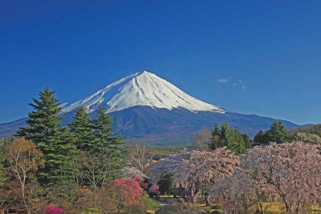 枝垂桜の富士