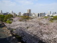 福岡城址満開の桜