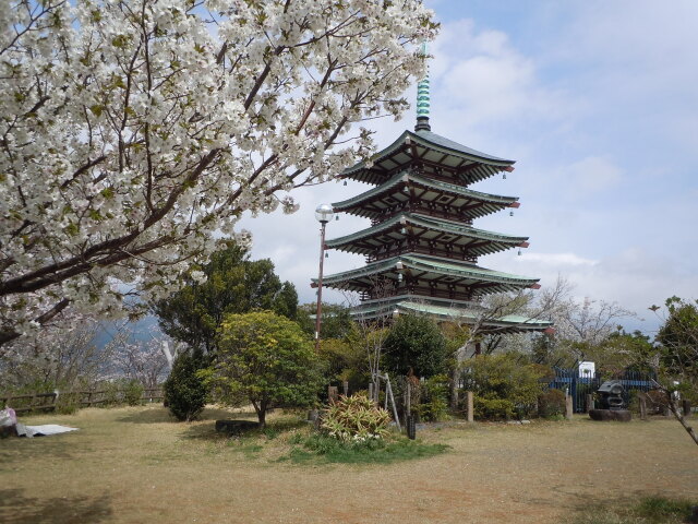 桜越しの五重塔