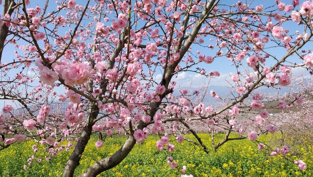 桃源郷菜の花畑