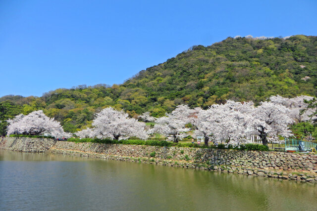 桜の季節 16 新緑と