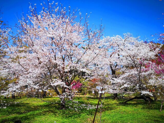 京都府立植物園