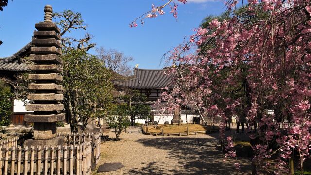 春の平等院