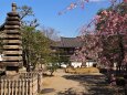 春の平等院