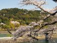 春の宇治公園