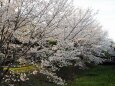 郡山城の桜