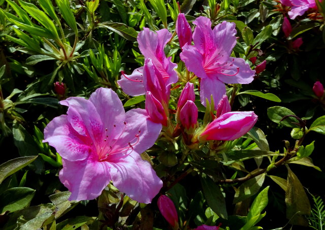 咲き始めたツツジの花