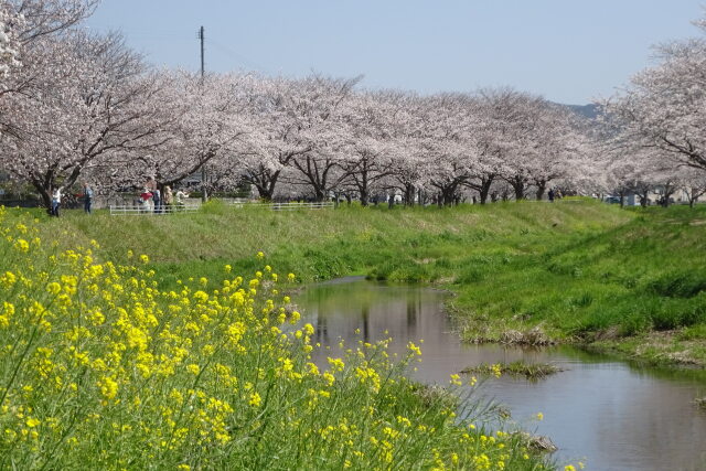 桜並木の草場川