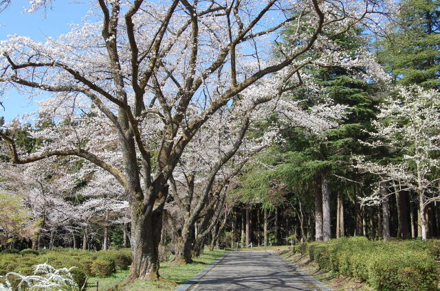 桜の季節7 2023年