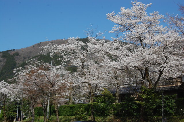 桜の季節8 2023年