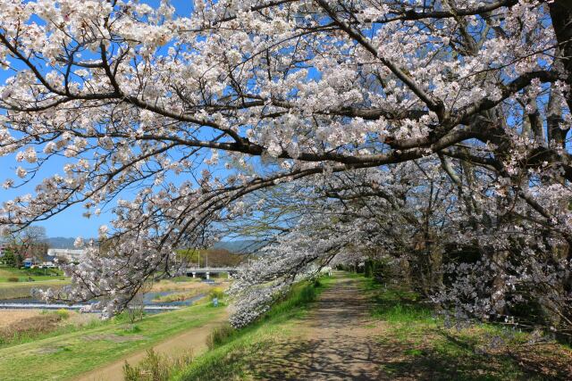 鴨川