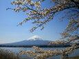 桜に富士山