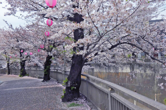 桜舞い散る石神井川遊歩道