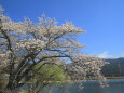 河口湖の桜