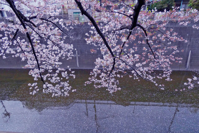 石神井川と桜