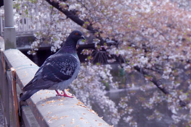 鳩もお花見