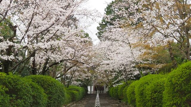 宗忠神社の桜