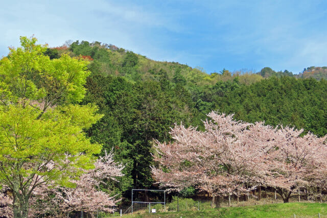 桜の季節 18 新緑とサクラ