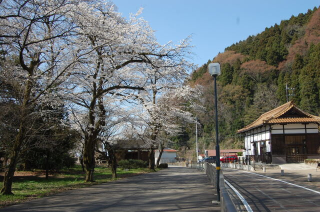 桜の季節 10 2023年