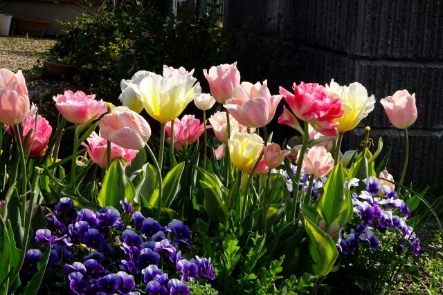 花壇に咲いている花