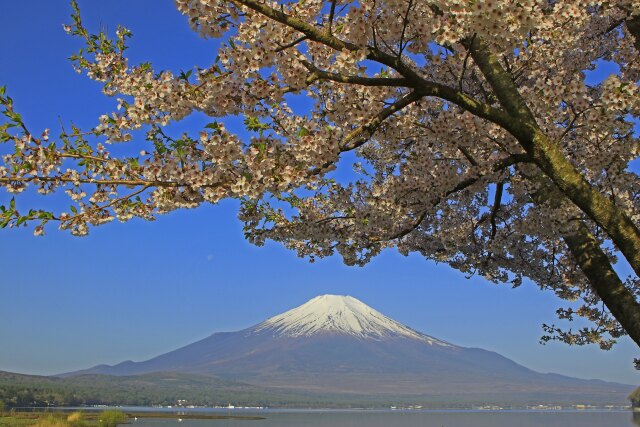 山中湖の富士山