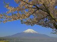 山中湖の富士山