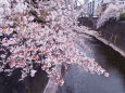 石神井川と桜