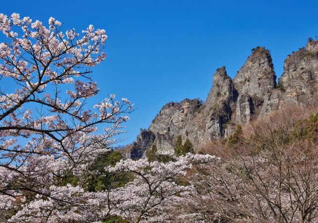 妙義の桜