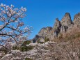 妙義の桜