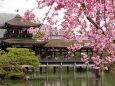 平安神宮のしだれ桜