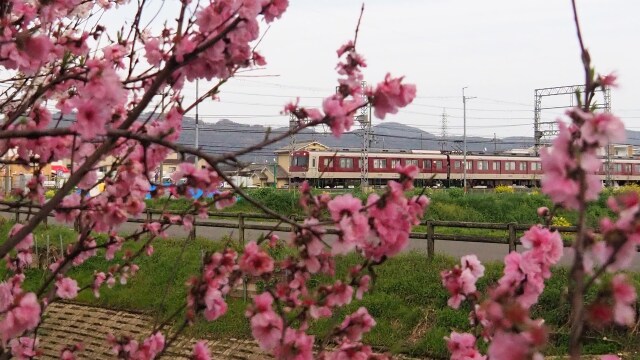 巨椋池干拓地の花桃と近鉄電車