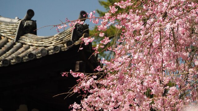 春の平等院