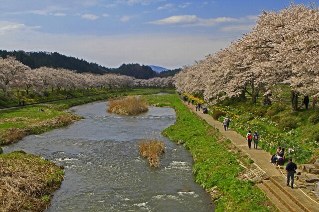 夏井千本桜