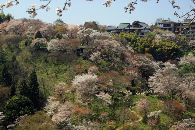 三大桜名所吉野山