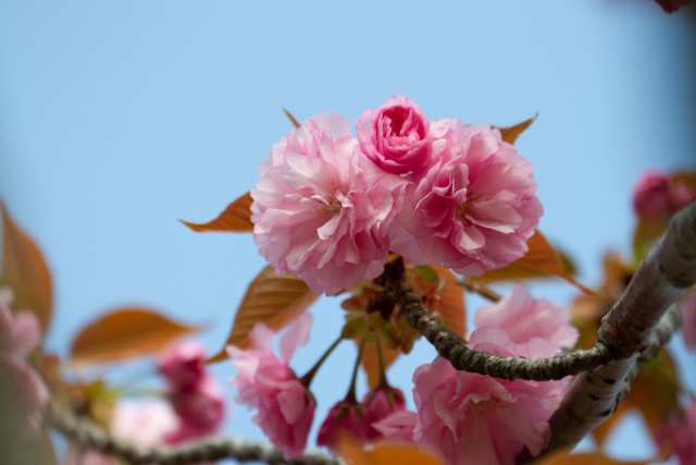 八重桜