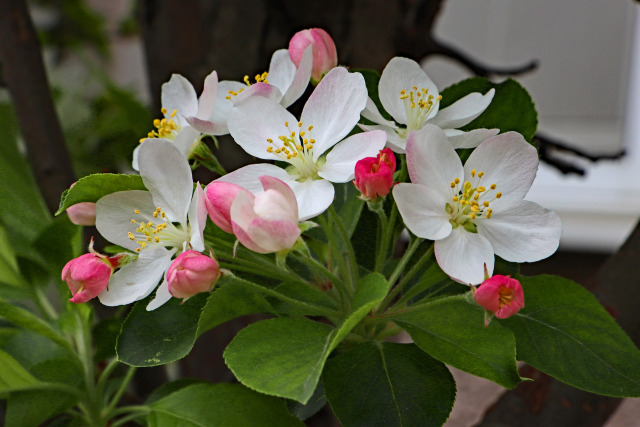 姫りんごの花