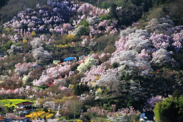 花見山