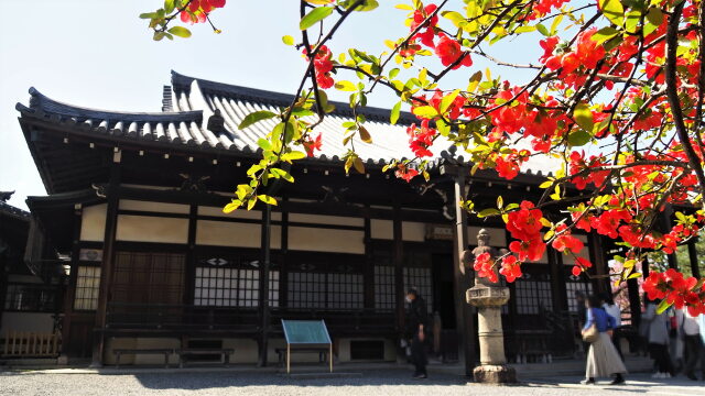 春の平等院