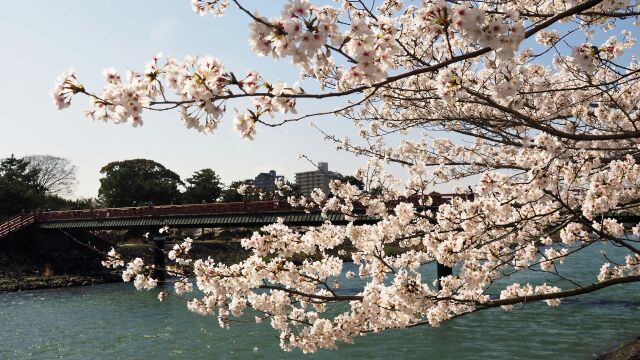 春の宇治公園