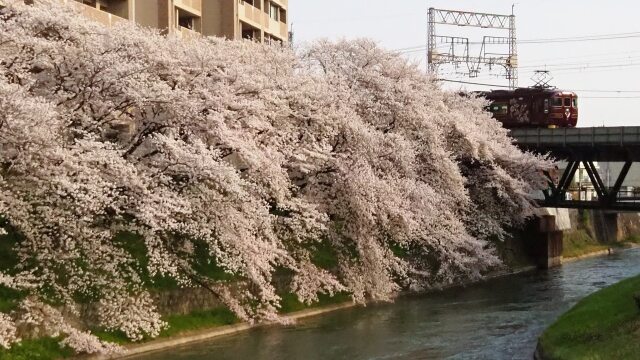 京都伏見の桜と近鉄電車