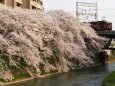 京都伏見の桜と近鉄電車