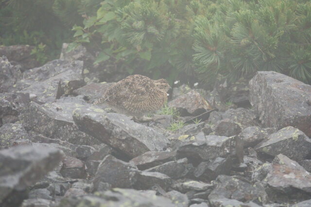 蝶ヶ岳のチビ雷鳥11